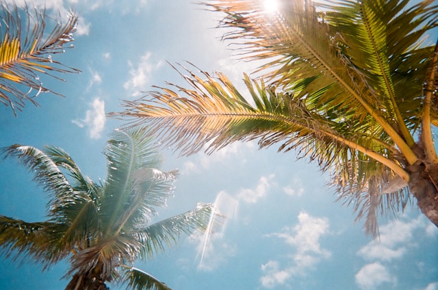 Palm trees on a sunny day in Tampa, Florida.